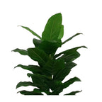 jpg_1500x1500_67499595