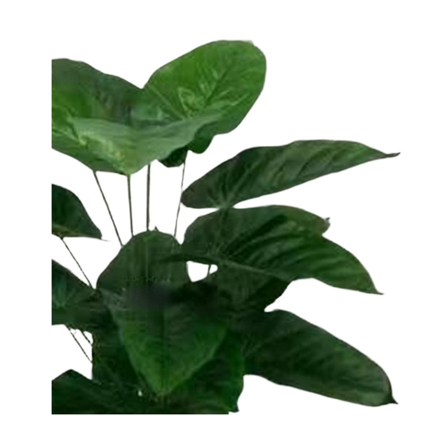 jpg_1500x1500_67499523