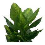 jpg_1500x1500_67499551